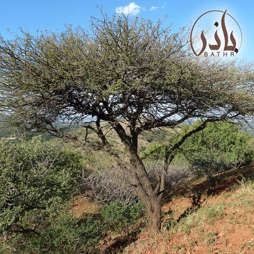 بذور شجرة القرض