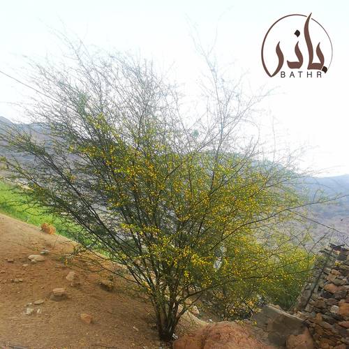 بذور السلم