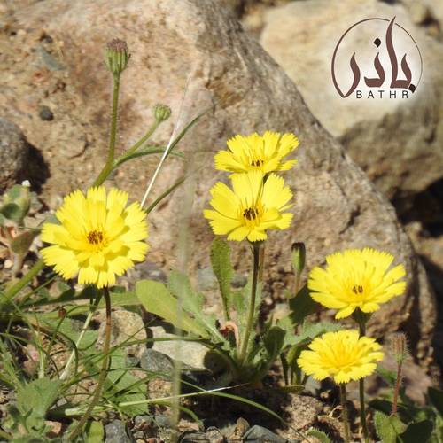 بذور زهرة الحوذان