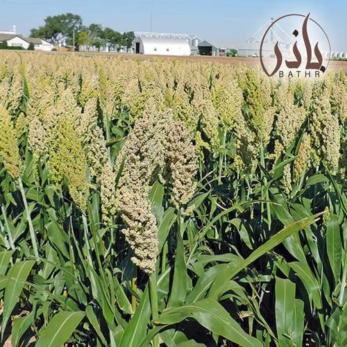 بذور الذرة الجيزانية - ربع كيلو