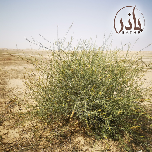 بذور القرضي - العلندرا