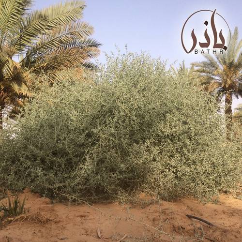بذور عشبة القطف