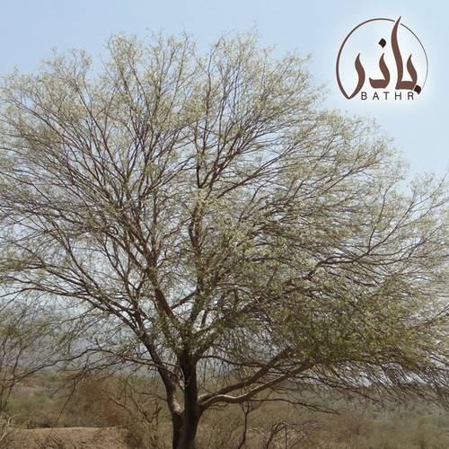 بذور طلح السيال