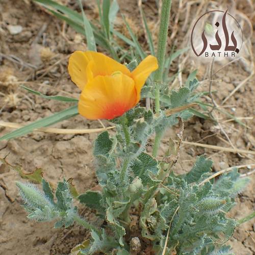 بذور نبات الشقر