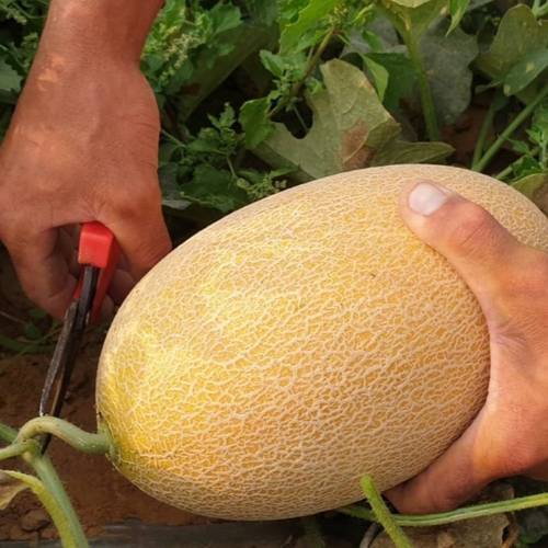 بذور شمام ايراني كبير 50 بذرة