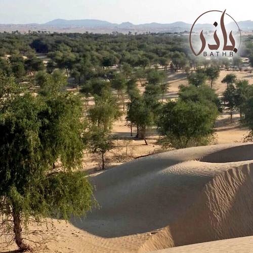 بذور الغاف الخليجي نصف كيلو