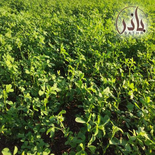 بذور البرسيم البلدي القصيمي - ربع كيلو