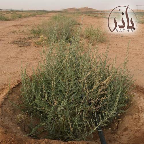 بذور الروثة