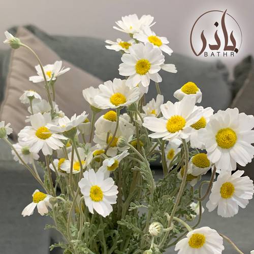 بذور أقحوان بري ( القحويان ) 1 kg