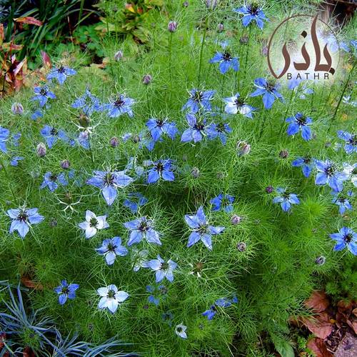 بذور الحبة السوداء