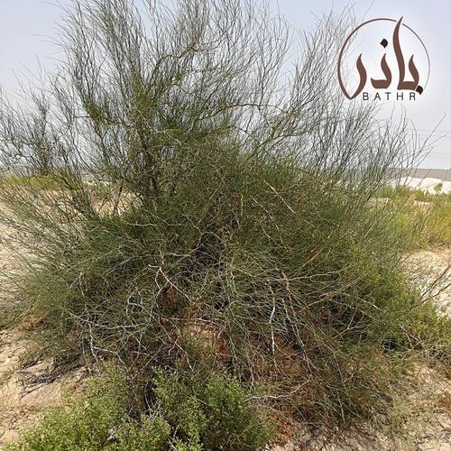 بذور شجرة أرطى