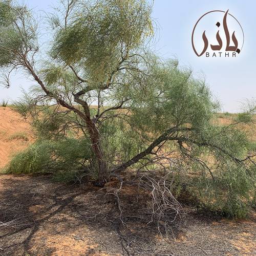 الارطى العملاق
