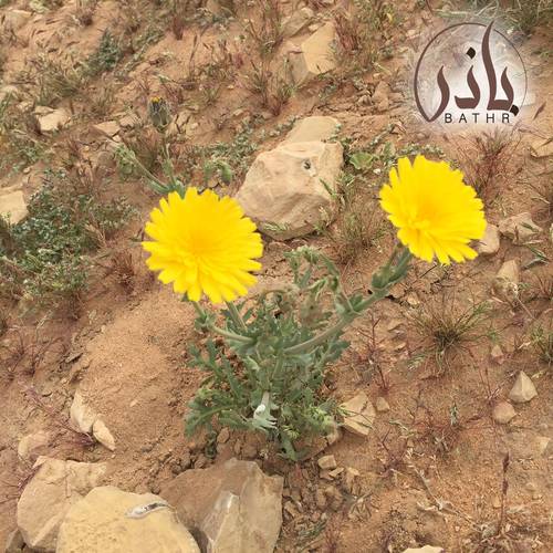 بذور نبات اليعضيد - العضيد