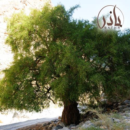  بذور شجرة السدر البلدي