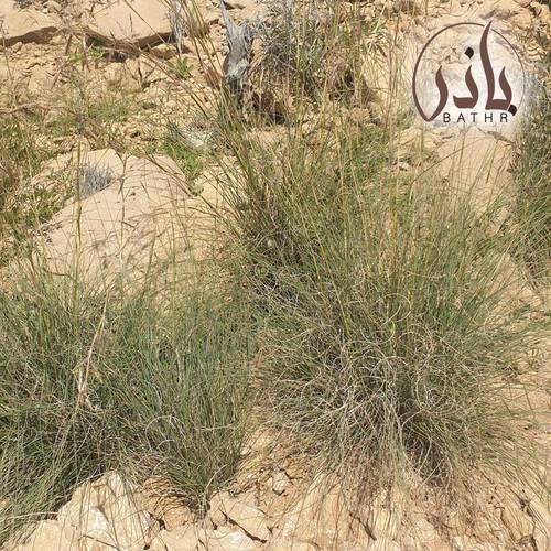 بذور عشبة السخبر - الصخبر