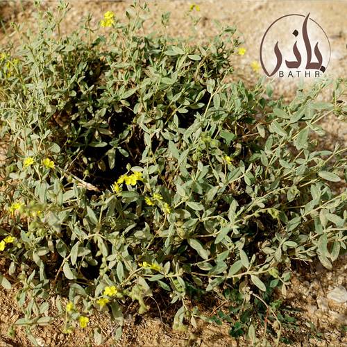 بذور شجرة الرقروق - 1 kg