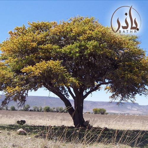 بذور شجرة طلح الفتنة