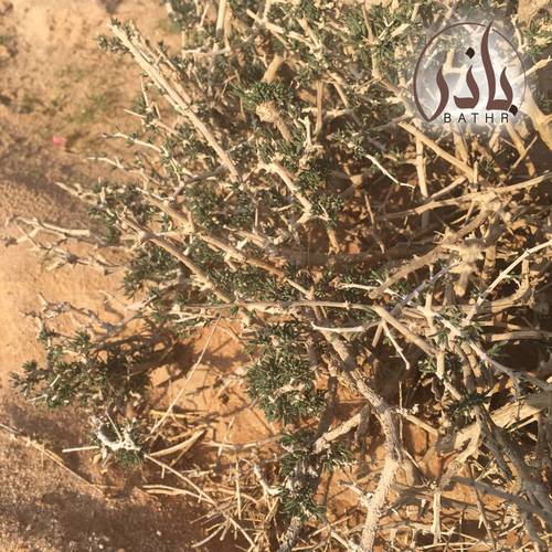 بذور شجيرة الشنان