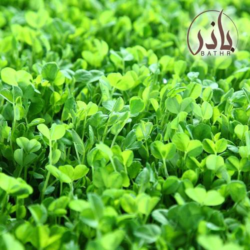 بذور حب الرشاد
