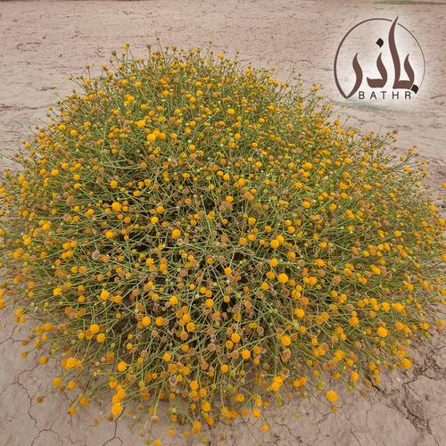 بذور الجثجاث