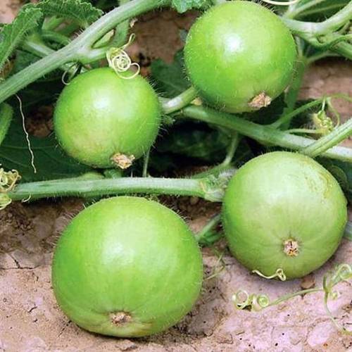 بذور القرع التفاحي - قرع سوبريما-30 بذرة 