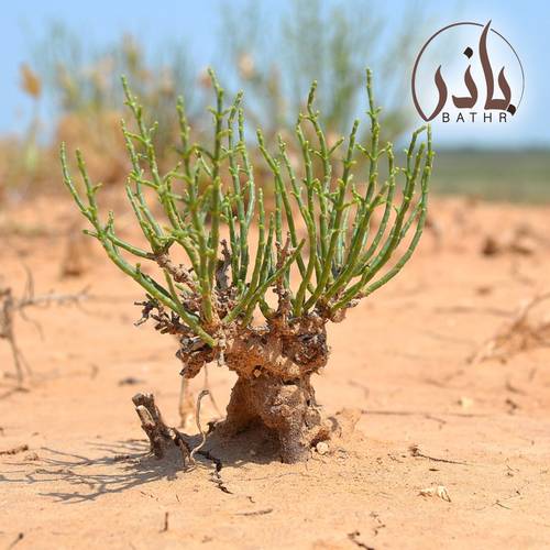 بذور العجرم - 1 kg