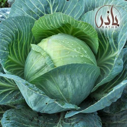 بذور الملفوف