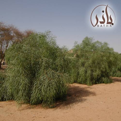 بذور شجرة السنط الملحي