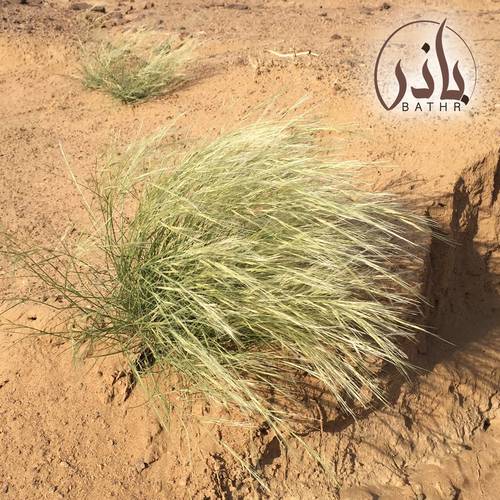 بذور عشبة النصي