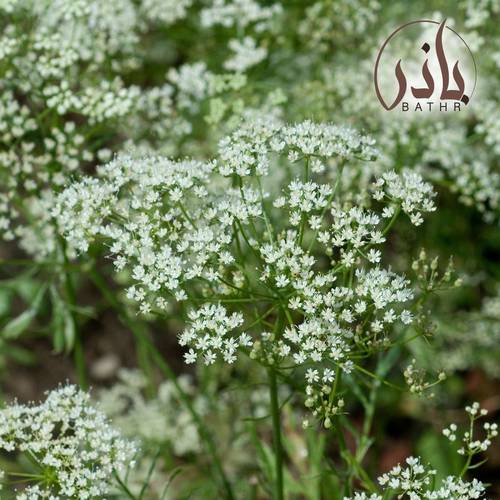 بذور اليانسون