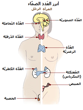 كشف عيادة الغدد الصم