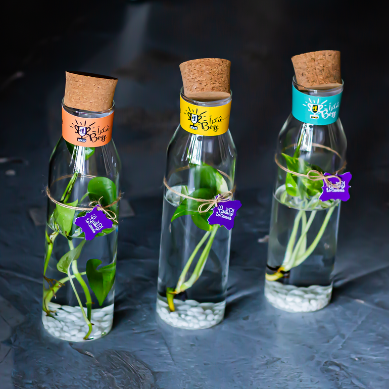 نبتة البوتس بالاصيص الزجاجي- بثيم يوم المدير 