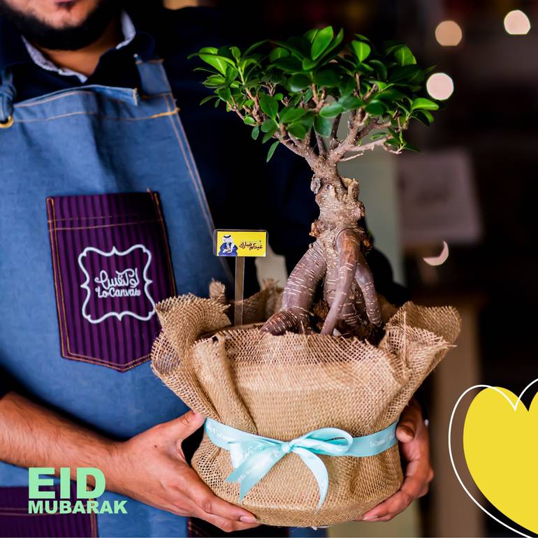 نبتة البونساي بثيم العيد 