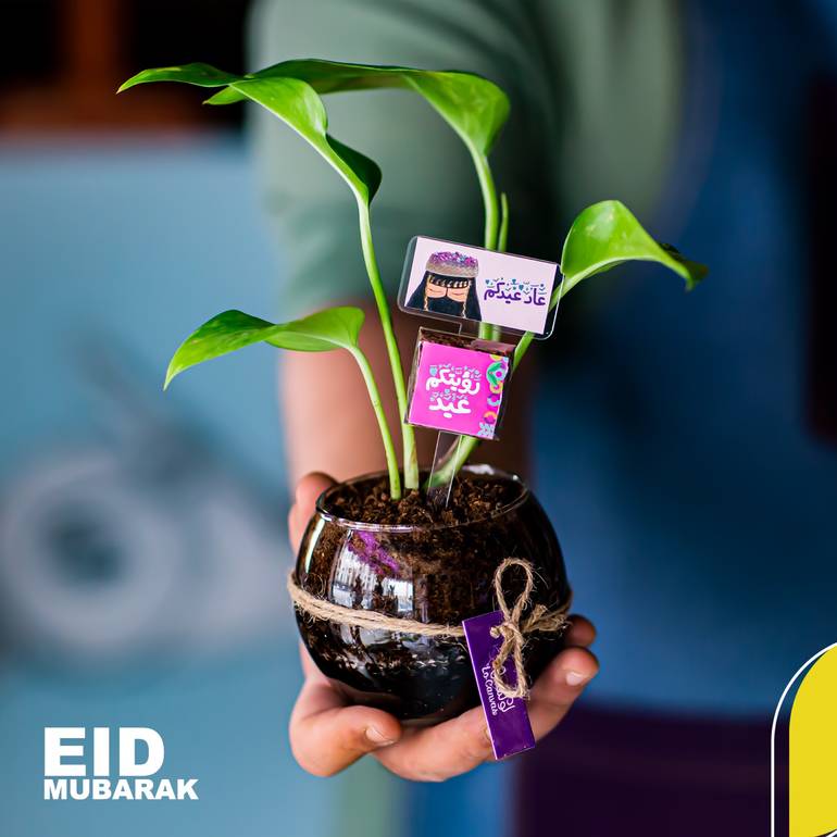 نبتة البوتس بثيم العيد Eid