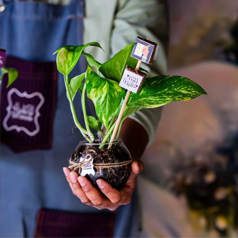 نبتة البوتس بثيم العودة للمدارس