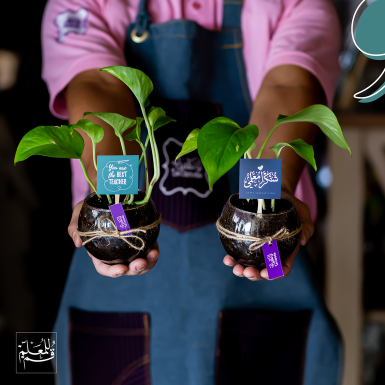 نبتة البوتس بثيم المعلم