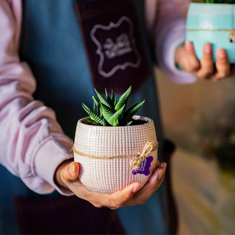 صبارة باصيص لوكنفس الفاخر