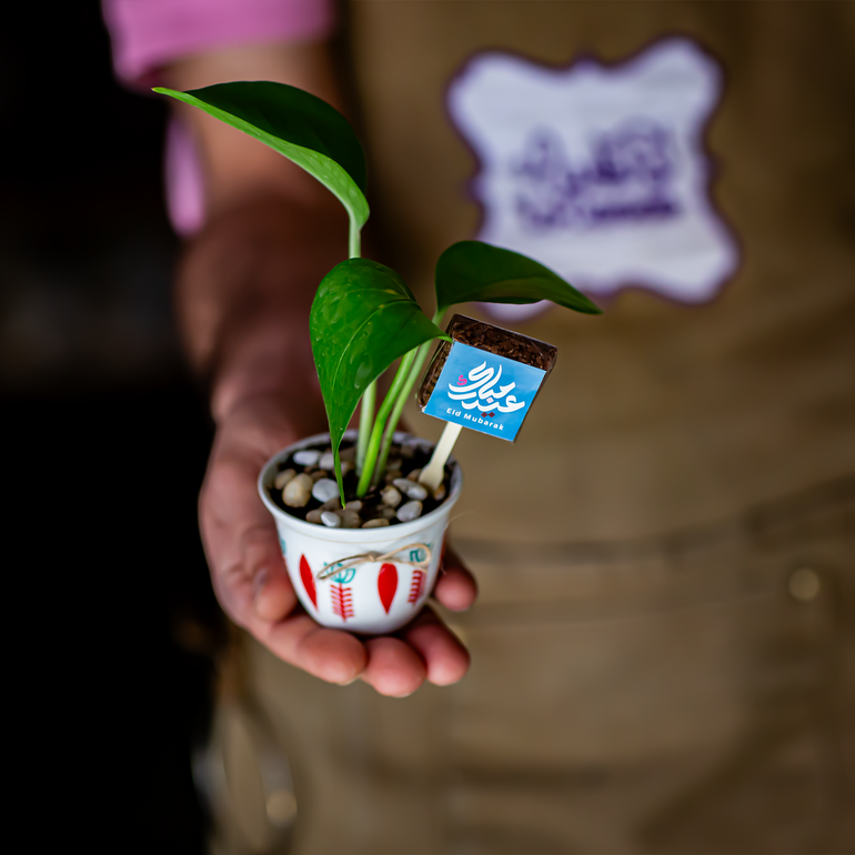 نبتة البوتس مع الفنجال بالشوكلت 