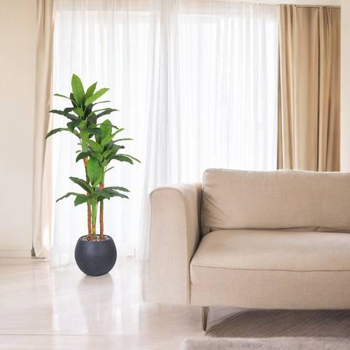 شجرة الموز 3 فروع  - 210 سم - حوض فيبر - اسود