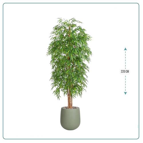شجرة البامبو - 220 سم - حوض فيبر - اخضر