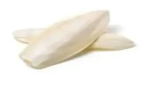 لسان البحر 