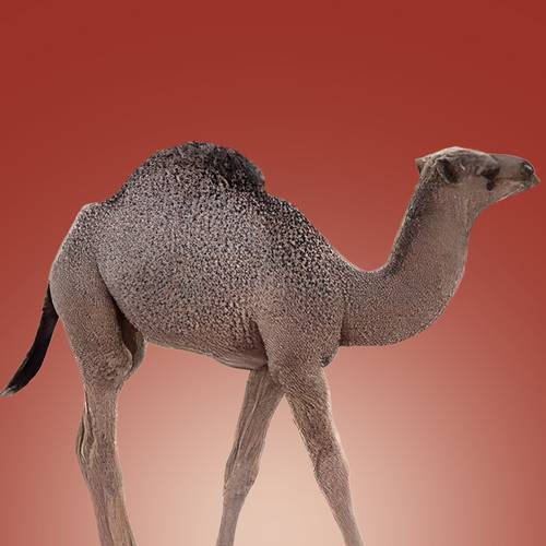 حاشي ( حوار ) محلي 