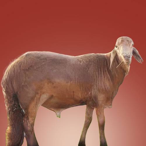خروف سواكني حمري