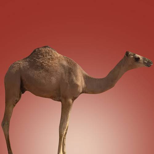 حاشي مستورد