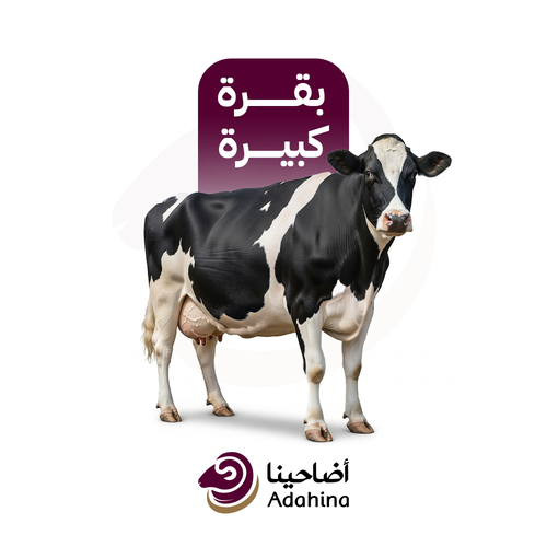 بقرة كبيرة
