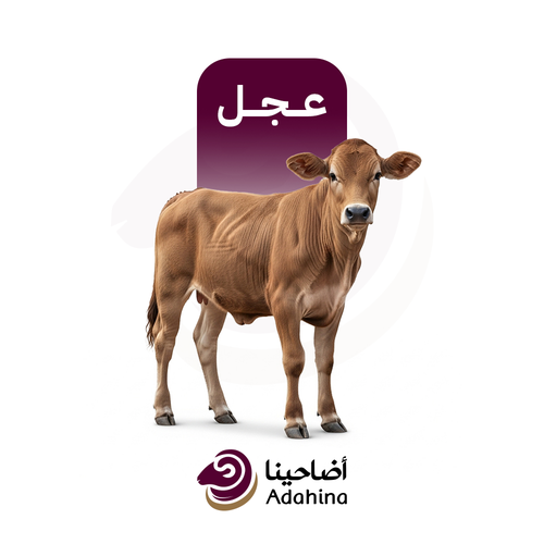 عجل