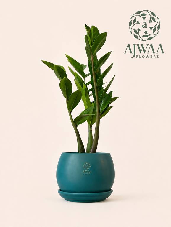 نبتة زاميا - مركن فيروزي صغير