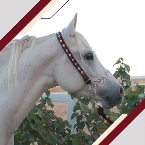 راسية جمال صوف فاخر