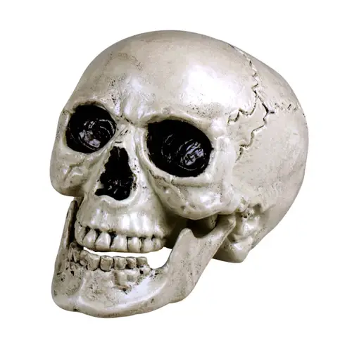 Skull Maxilla white with movable jaw
