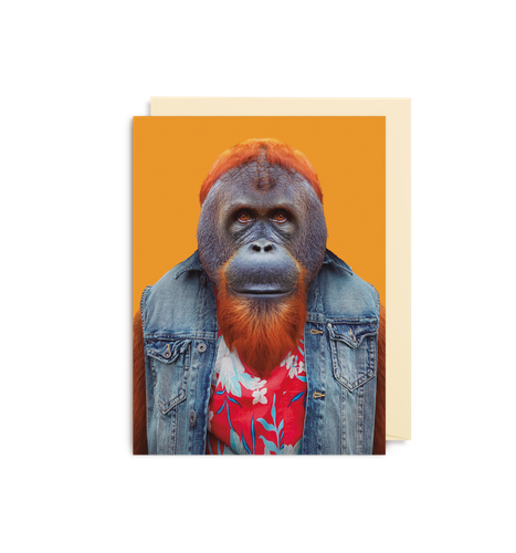 Bornean Orangutan - Pongo Pygmaeus